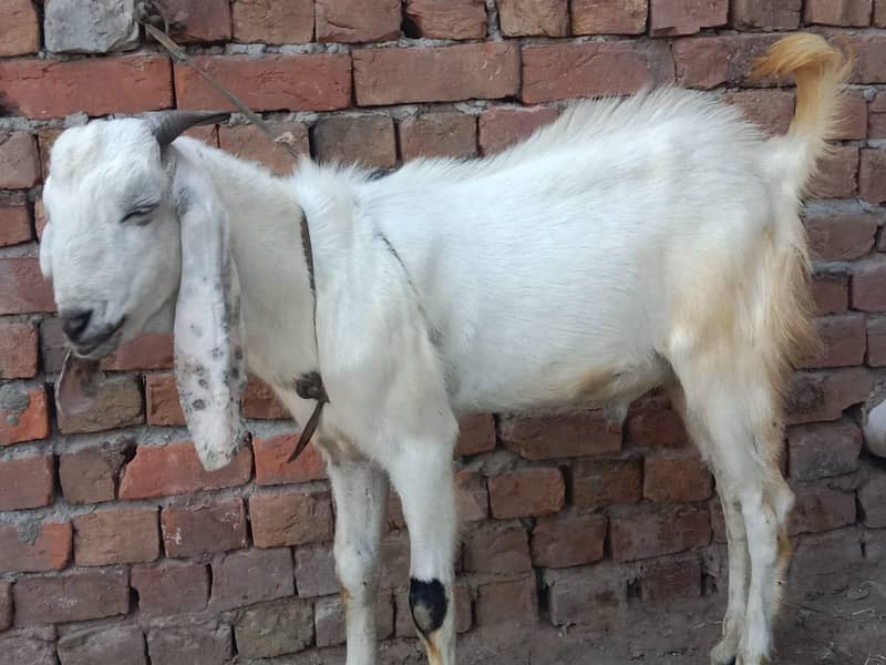 Desi bakra 0