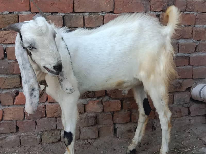 Desi bakra 1