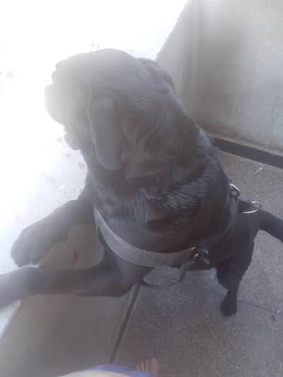 urgent sale krna hai