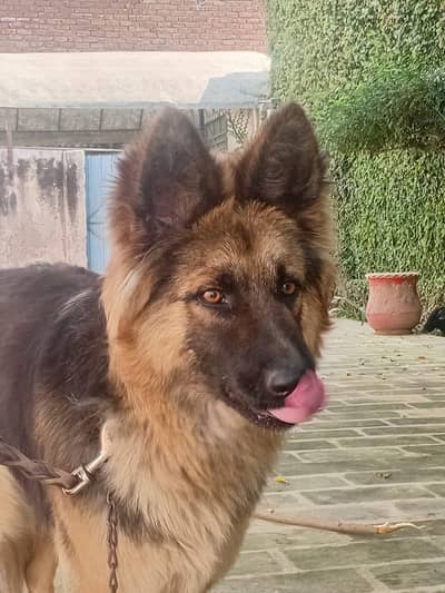 young female long coat