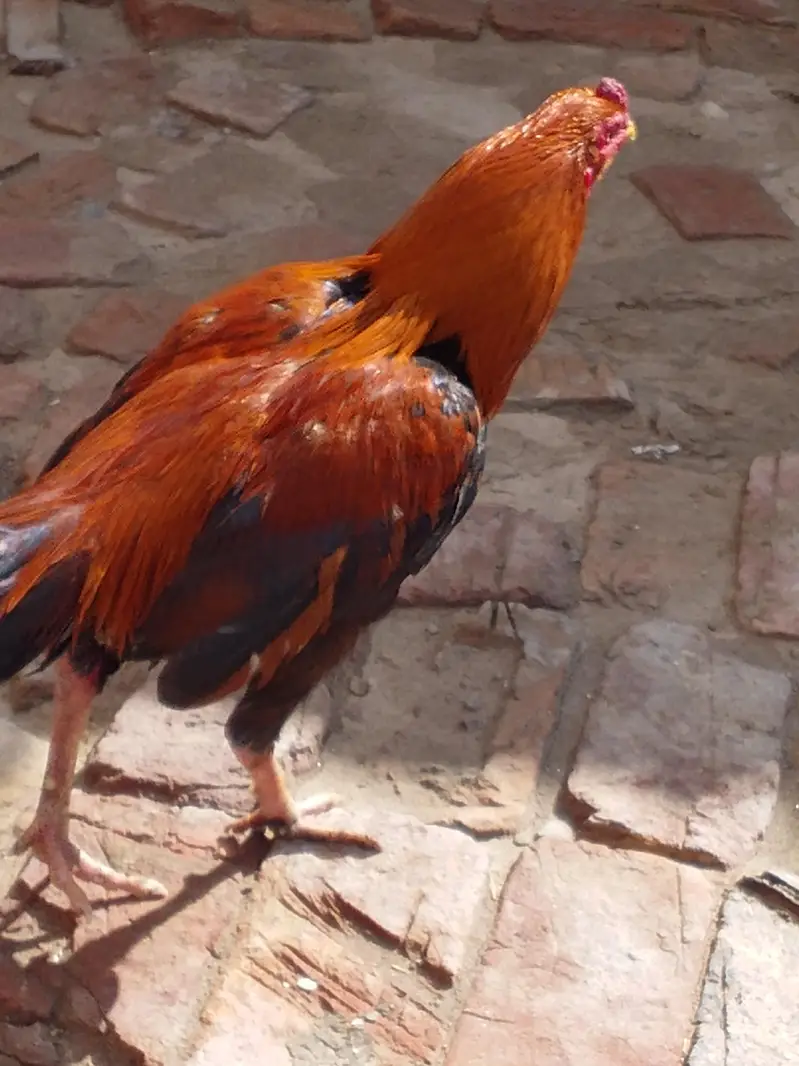 aseel mianwali cross patha — photo 2