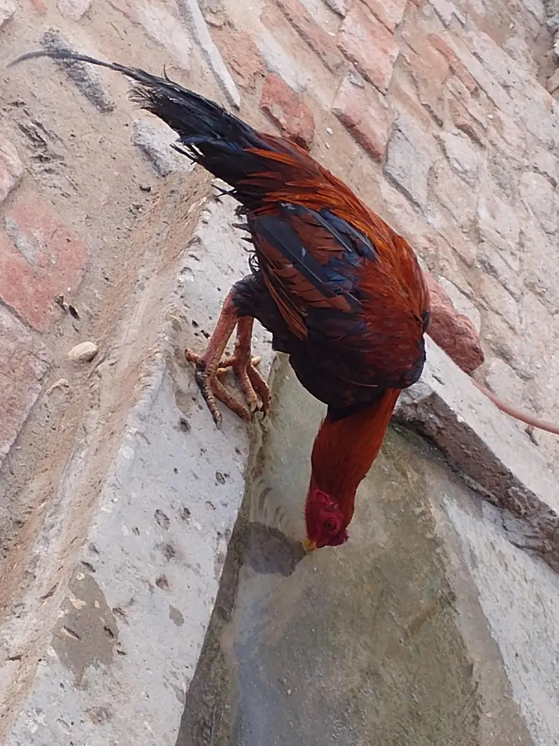 aseel mianwali cross patha — photo 4