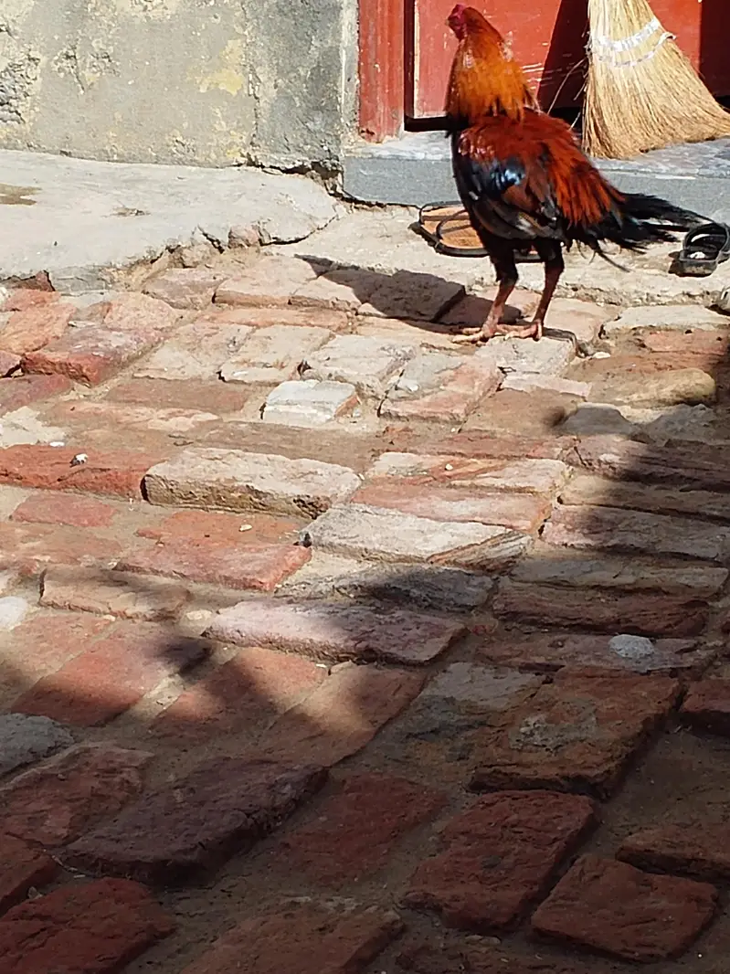 aseel mianwali cross patha — photo 5
