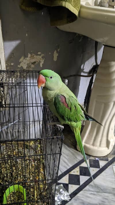 raw parrot hand tame and talking parrot for sale