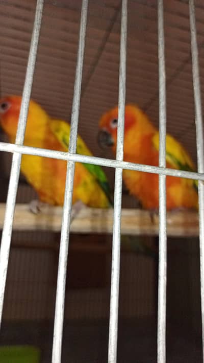 breeder pair with history