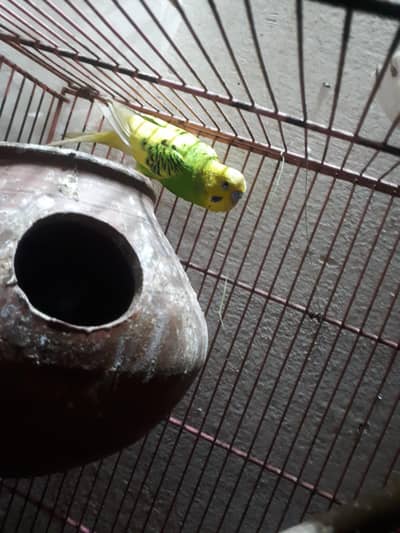 budgies parrots are availible
