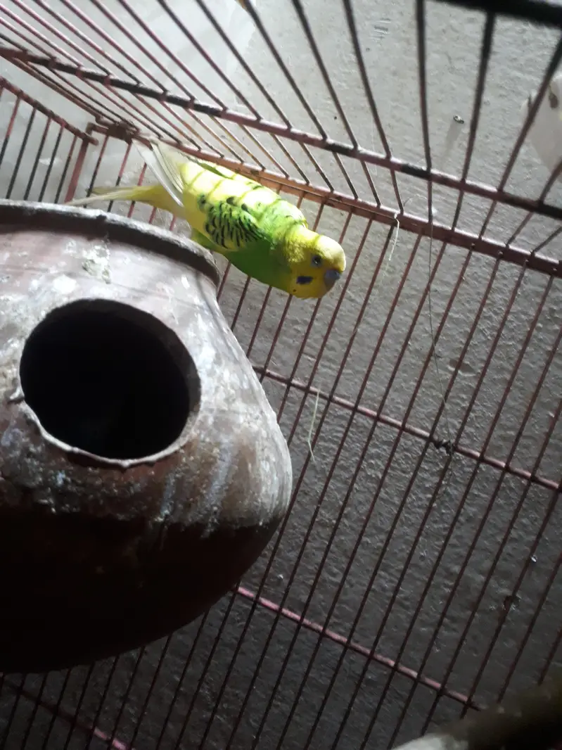 budgies parrots are availible