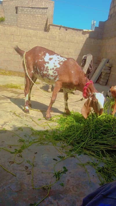 north karachi Ajmer nagri police station near by PSO patrol pump