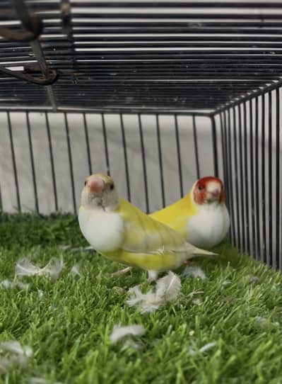 Redeye Gouldian pair , more exotic finches
