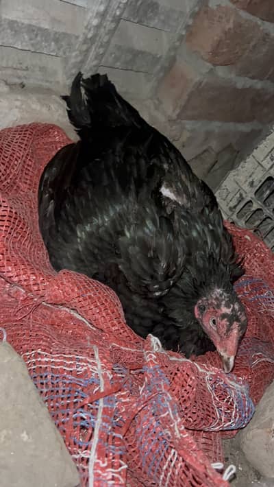 2 Aseel Kurak Madi For Sale