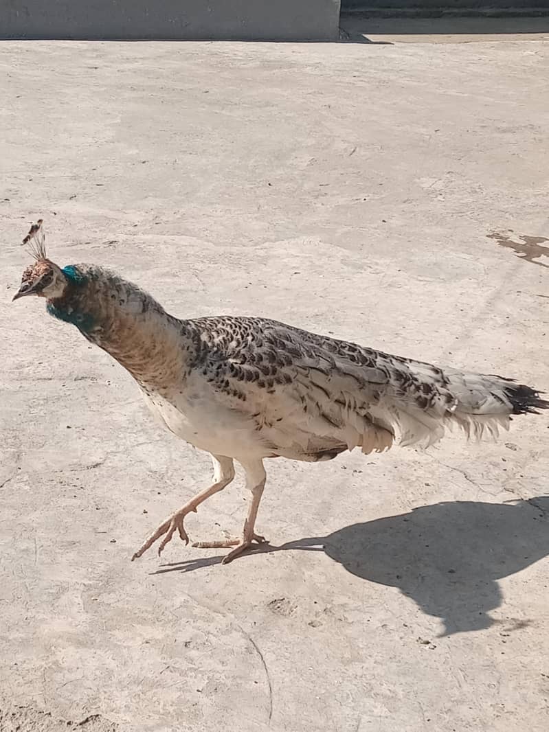 Peahen 0