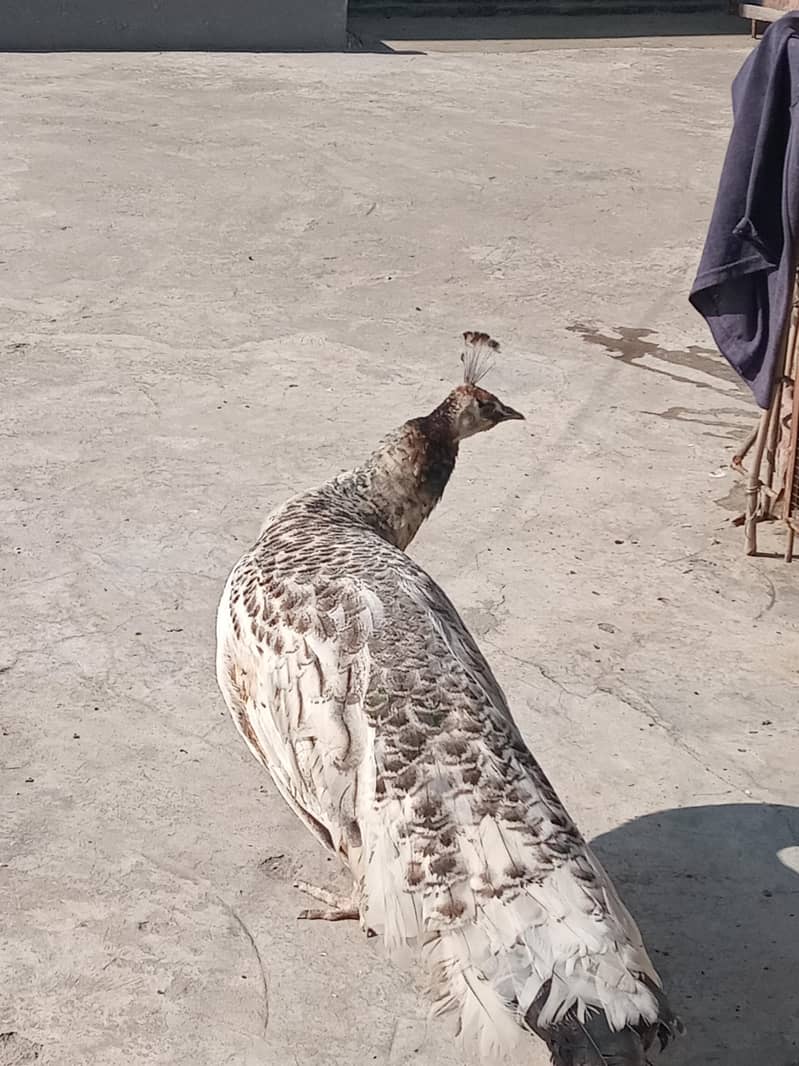 Peahen 3