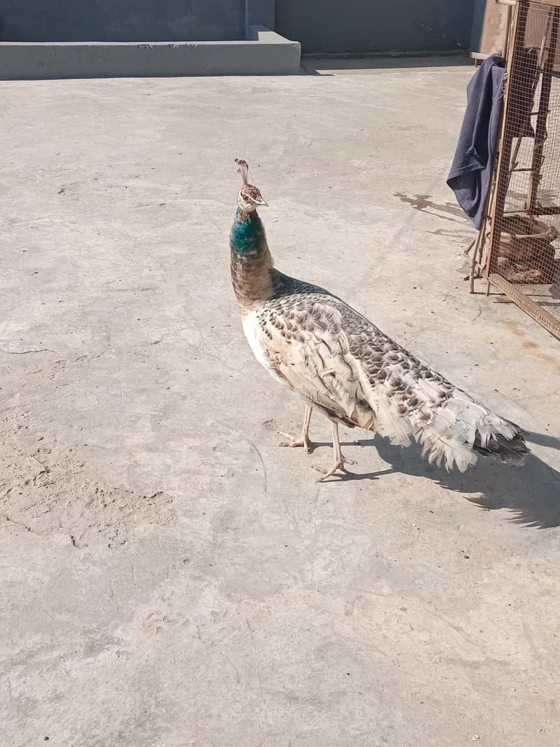 Peahen 5