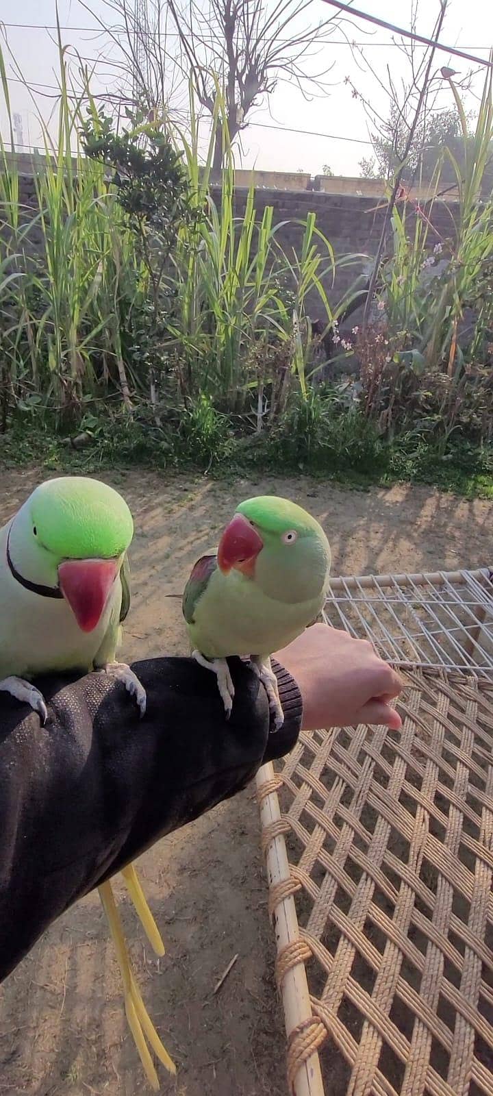 raw chicks 2