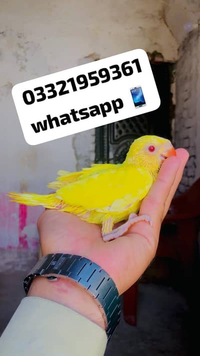 Blue Ringneck Chicks Available