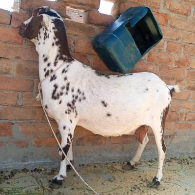 bakri for sale