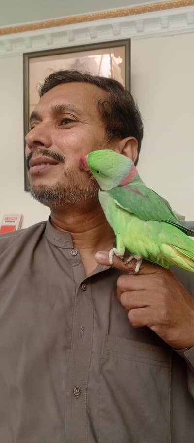 Kashmiri Raw parrot tame (totaty)