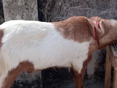 2 bakery qurbani 2026#03224234713