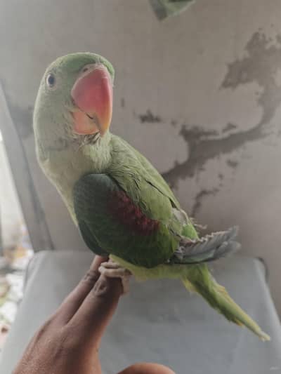 Raw parrot male for sale