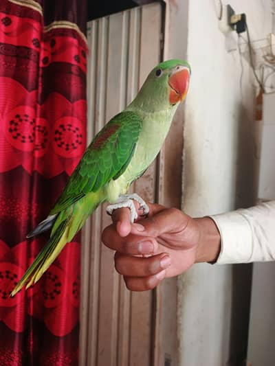 Kashmiri Raw Parrot