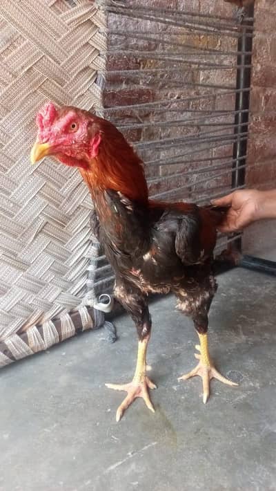 aseel minawali nasal