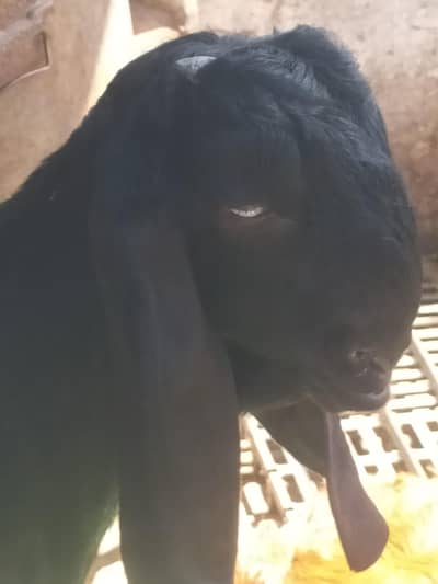 Amritsari Beetal Peth | Beetal bakri بکری بیتل/ Black Beetal females