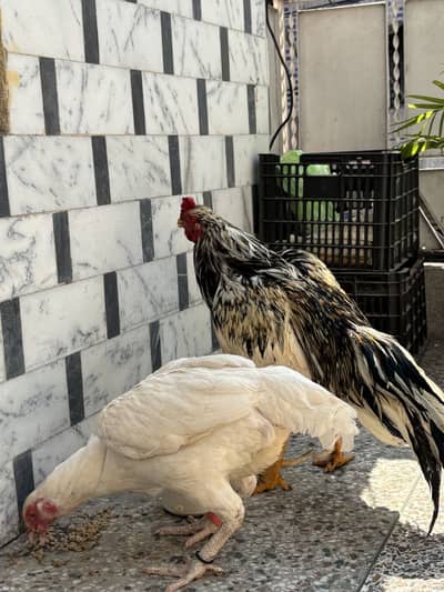 Aseel amroha cross Eggs available