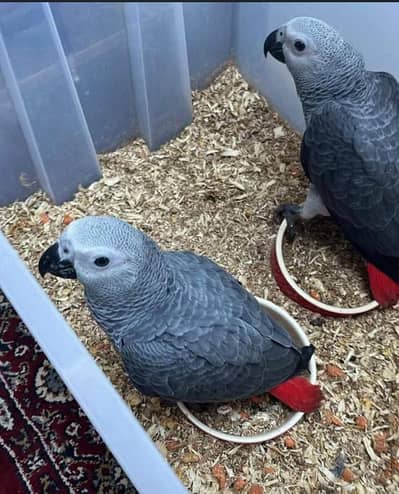 African grey parrot chicks for sale contact number (03086445540)