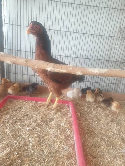 Aseel hen with 20 chicks for sale