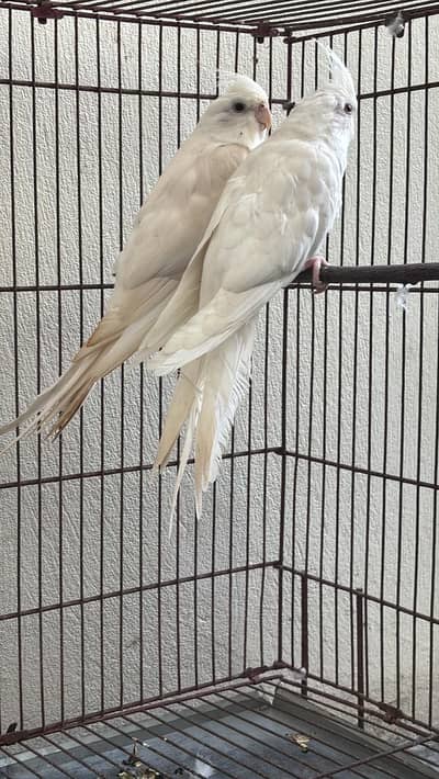 Red eyes breeder pair