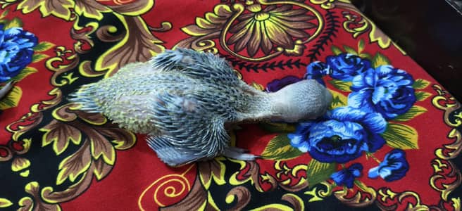 ringnike chiks for sale mashallah active ha 03311111847