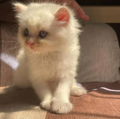 pure home breed Persian triple coated high quality kitten