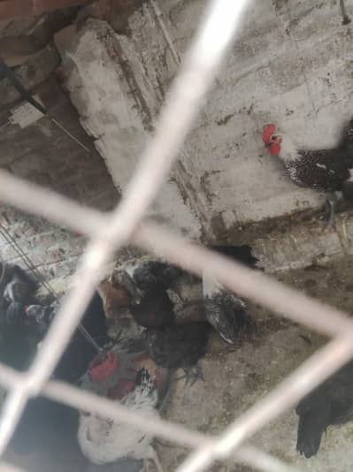 par pice weight 750 mg