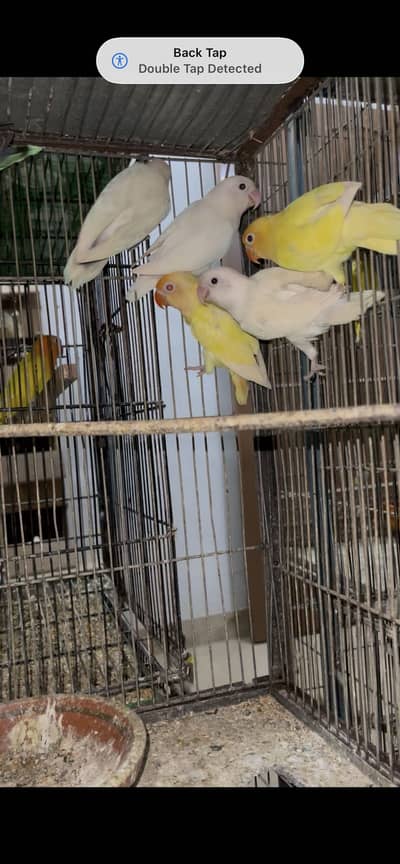 Albino creamino decino