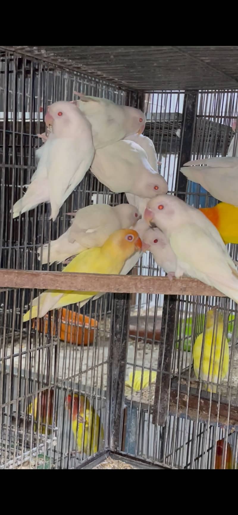Breeder pairs 1