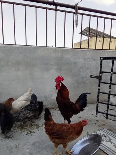 1 golden misri murga and 7  desi murgi  full active