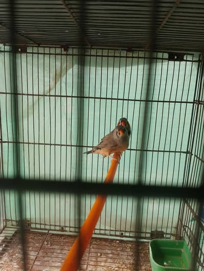 split charcoal exhibition size finches pair