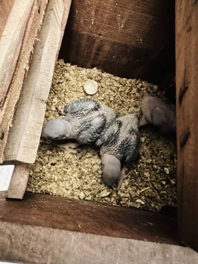 Home breed raw chicks