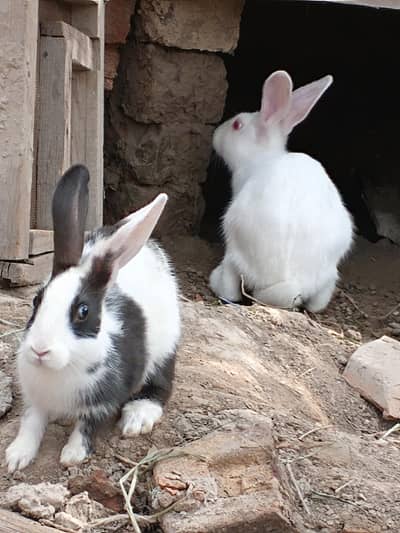 Rabbit Family