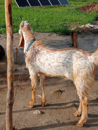 Qurbani K Bakray for sale