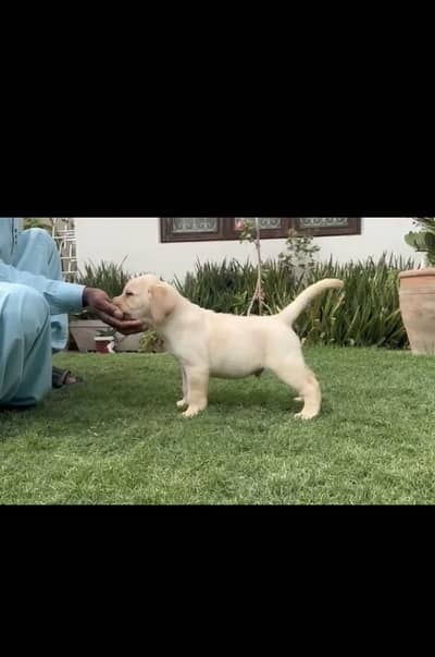 Pedigreed Labrador puppy