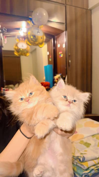 2 Months Old Persian Kittens