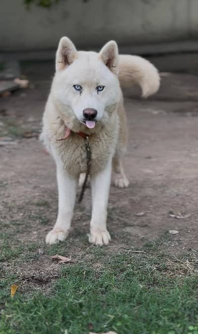 Siberian Husky Pure White Blue eyes