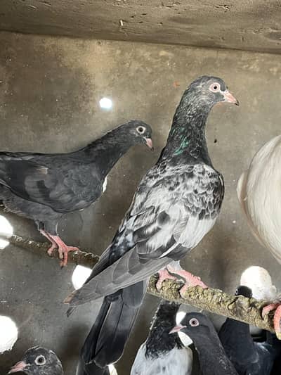 Teddy . . jaakh pathy pathiyan 3. . 4 kali  bhtarin quality