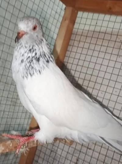 kamager mian shb walay