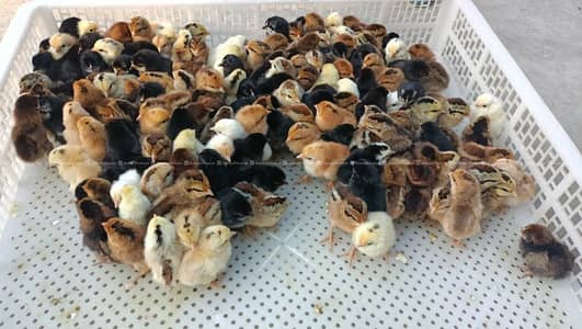 Golden misri chicks | golden misri hens | active chicks for sale