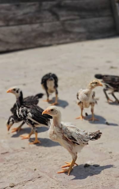 Aseel Quality Chicks