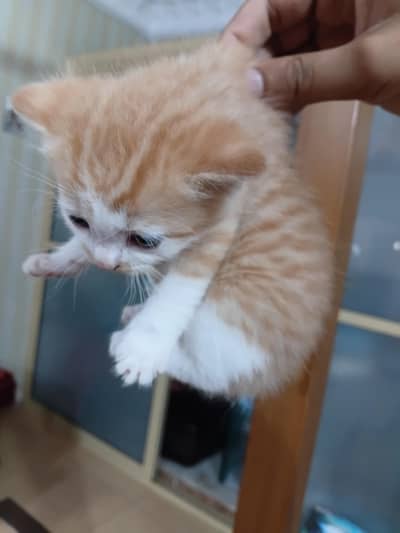 kittens up for adoption