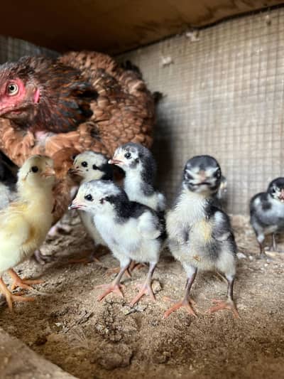 aseel Thai pokoye chiks