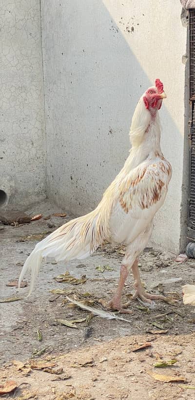 White pure aseel male and two female hens